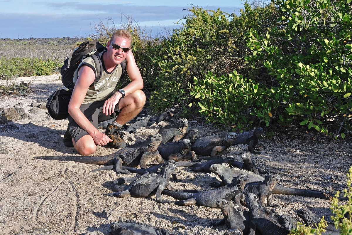 Galapagos - Santa Cruz - Bahia Tortuga - Marine iguanas - Stefan  Stefan Cruysberghs